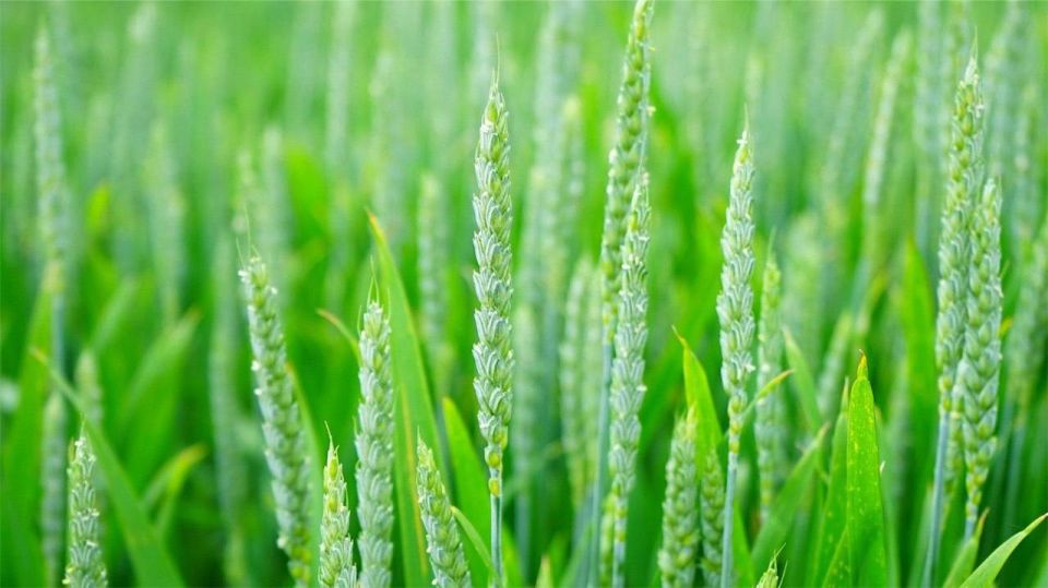 ������� ������� � 36-� ������������� �������� �������������-2026� � ���������������� ������