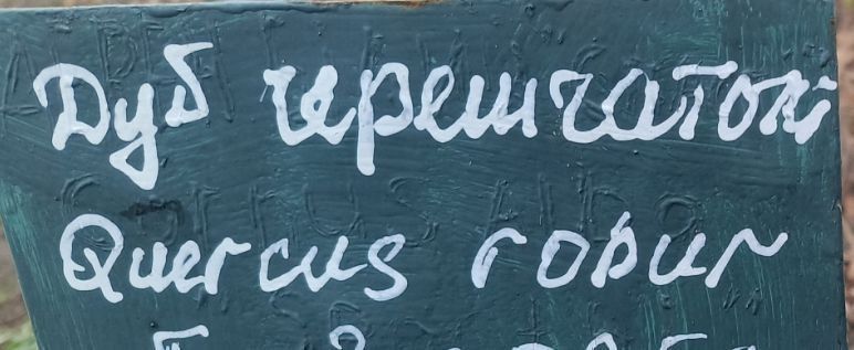 В лесном питомнике начаты работы по посеву желудей дуба черешчатого В лесном питомнике начаты работы по посеву желудей дуба черешчатого