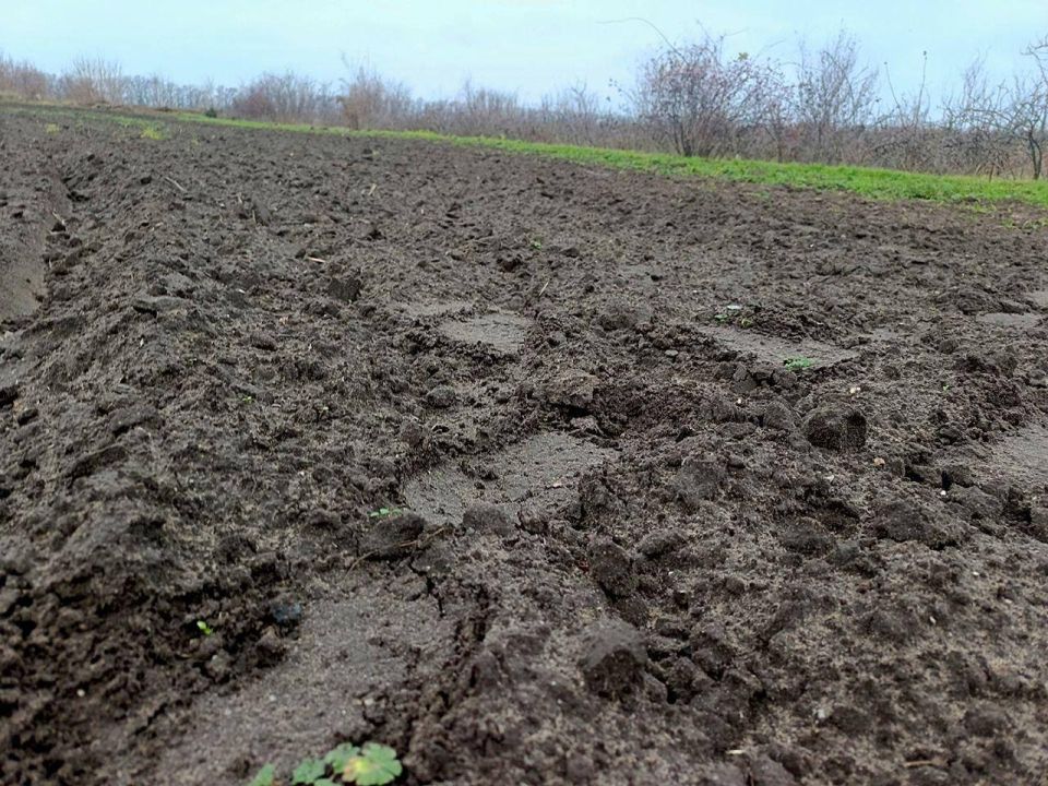 В лесном питомнике начаты работы по посеву желудей дуба черешчатого В лесном питомнике начаты работы по посеву желудей дуба черешчатого