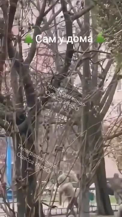 � ������ ������������ �������������� "�����������"