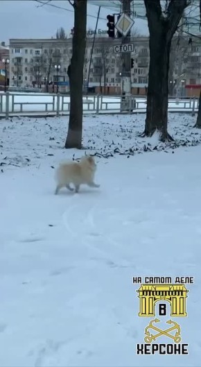 Немного позитива в ленту: шпиц радуется снегу в Херсоне