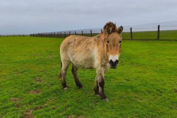 � ����������� ��������-���� ��������� ������������ �������: ������ ������������� �� ����� �����, ������� ����������� 38 ���, ������ ��� ������� ���������� ��� ������ ����