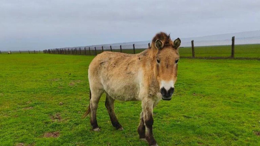 В легендарном заповеднике «Аскания-Нова» живёт уникальная лошадь Пржевальского по кличке Ветвь — в 2025 году ей исполнилось 38 лет