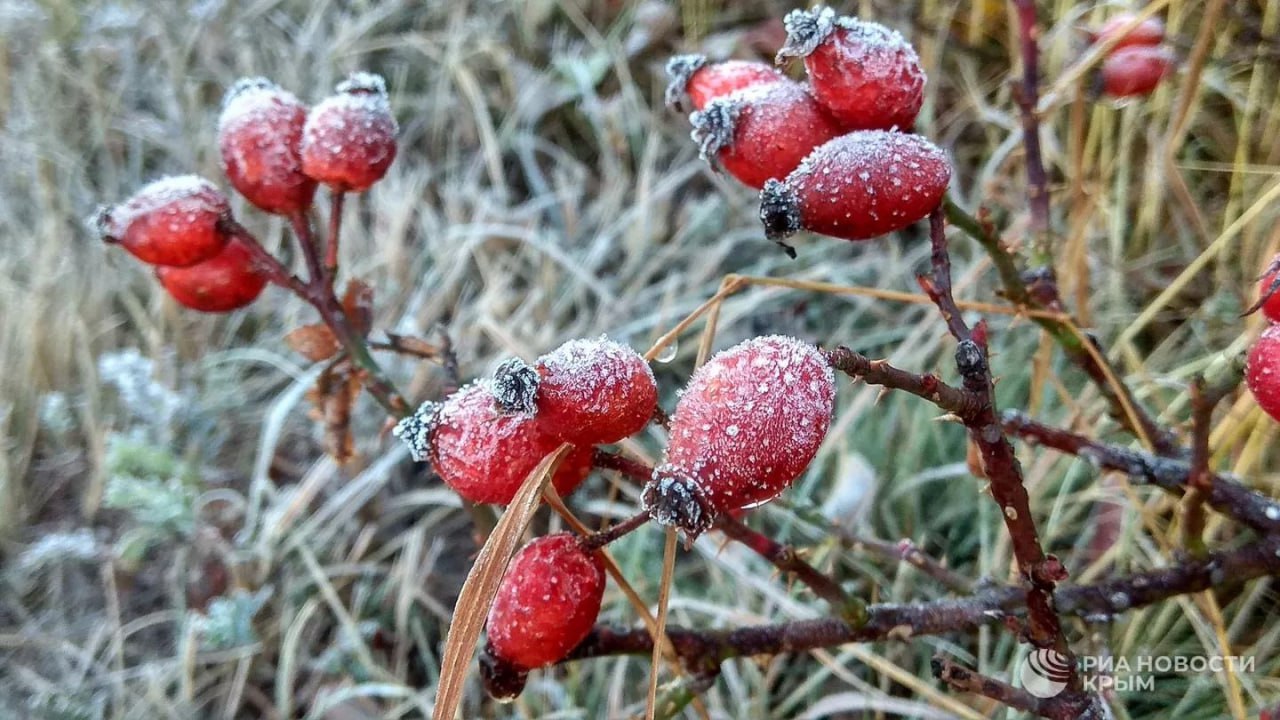 Погода на новых территориях России