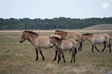 ������ ����������: ������ ������������� � ��������-���� �������� 38-� ���� ��������