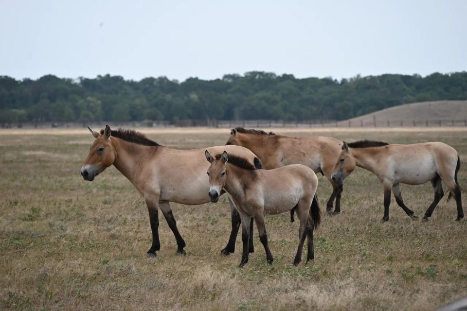 ������ ������������� � ��������-���� ���������� ������ ����������