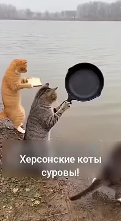 Херсонские коты суровы!. #Коты@NSDVKhersone ПОДПИСАТЬСЯ