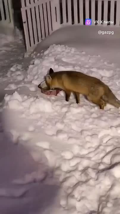 О человеческом.... В Пронском районе Рязанской области к дому местного охотника пришел голодный лисенок с перебитой лапкой. Лапу осмотреть зверь не дал, но куриный суп схомячил. Даже запасы хотел сделать, но передумал