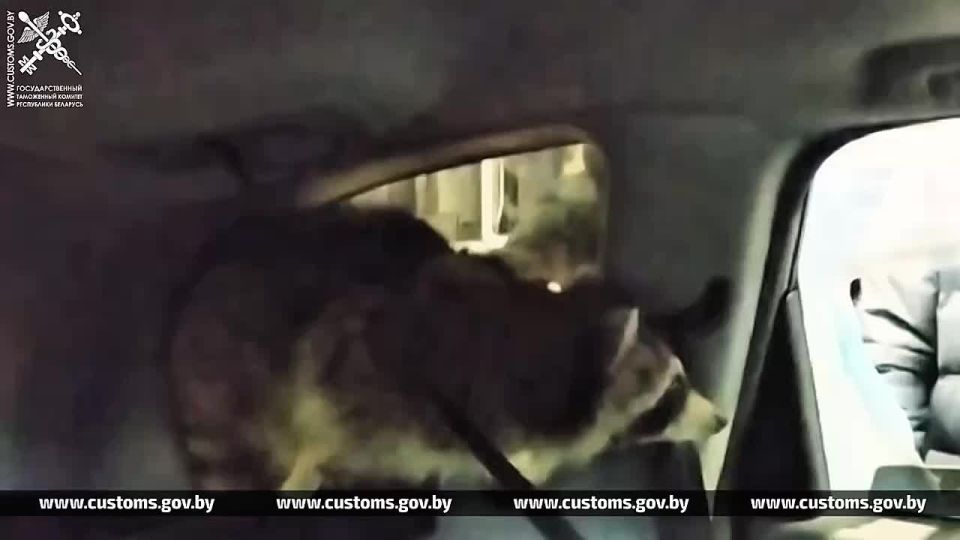 Енот тайком попал из США в Беларусь, спрятавшись в легковом автомобиле