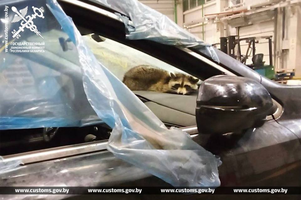 Енот тайком попал из США в Беларусь, спрятавшись в легковом автомобиле Енот тайком попал из США в Беларусь, спрятавшись в легковом автомобиле