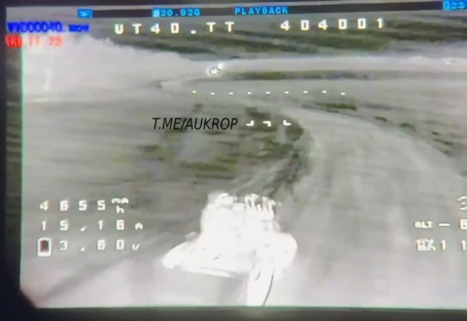 Кошки - мышки. Телеграм-канал Херсонский Вестник