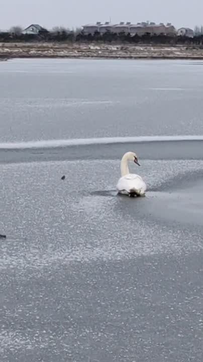 Замерзающий лебедь в районе Генической Горки нуждается в помощи