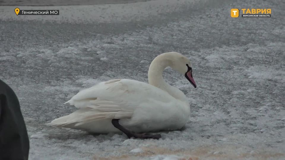 Спасенный из ледяной западни лебедь направляется к специалистам для осмотра