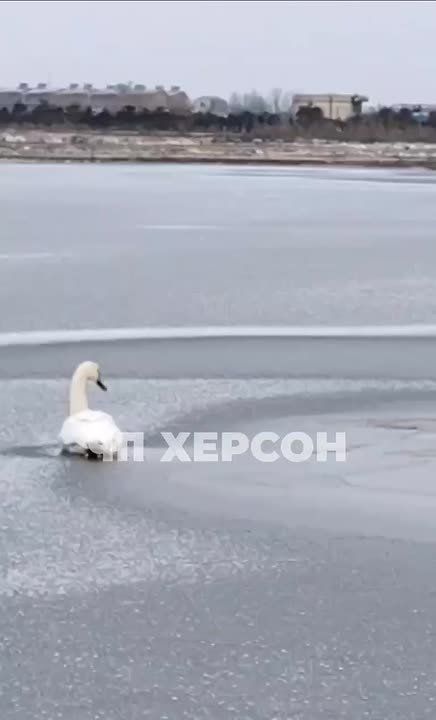 Лебедь с поврежденным крылом замерзает в прогалине возле Генгорки Местные жители сообщили, что несчастная птица находится там уже трое суток, но они не могут достать его самостоятельно