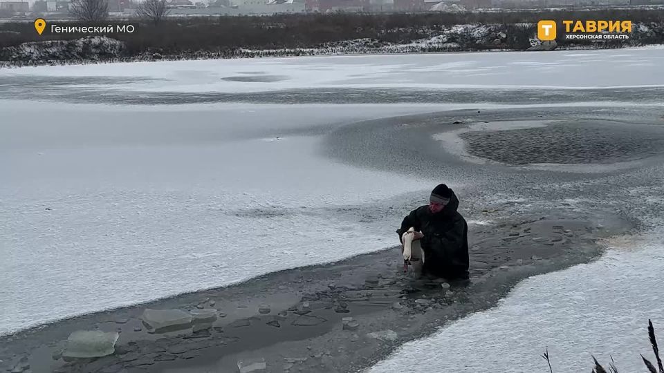 Спасательная операция прошла успешно: замерзающий лебедь в районе Генической Горки спасен