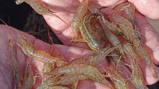 ������ ������������� ������ ������� �� ���������� ����� ��������