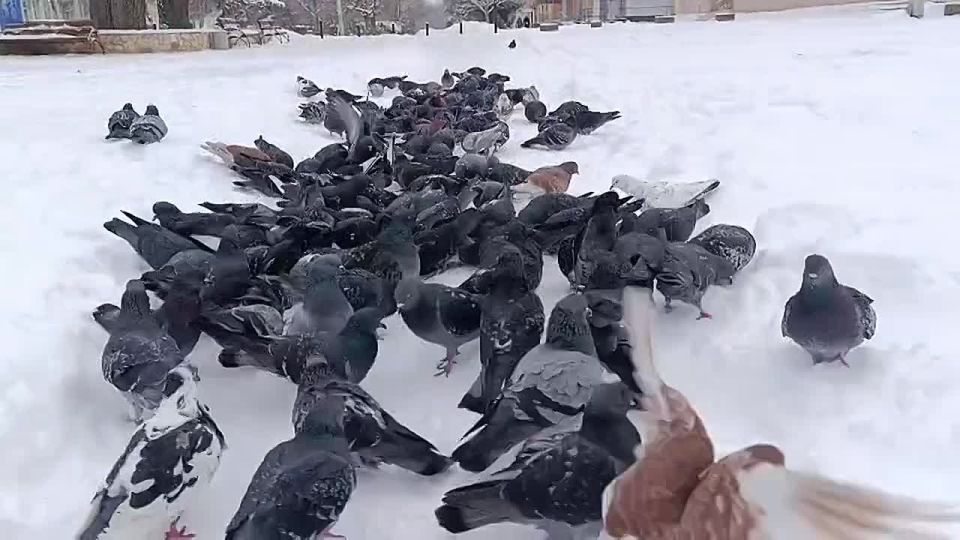 Доброго субботнего утра!. Заряжаемся позитивом от каховских птичек и, по возможности, идем проверять снег на улице