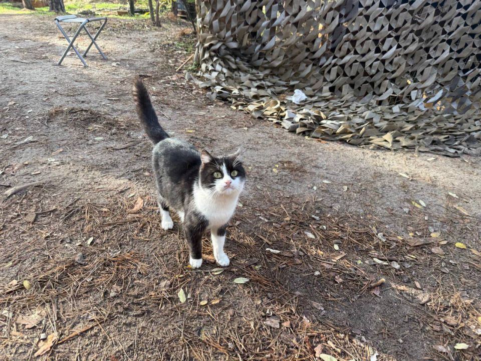 ���� ���������: ��������� 98-� �������.. ���-�� � ���������� �������