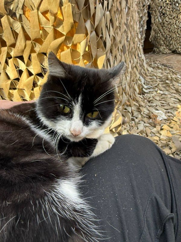 ���� ���������: ��������� 98-� �������.. ���-�� � ���������� �������