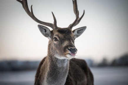 ������ 1000 ��������, ������� �� ������ �������, �������� �������� � ����������� "�������-����" �� ������� ������