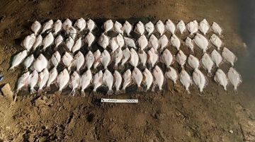 ������������ ����������� �������� ������������ ����������� � ���������� �������