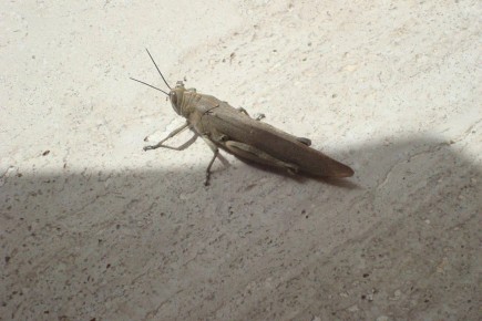 ������� �������� �� ������� �������: ��������������� ��������� � ���������� �� ����� ����������