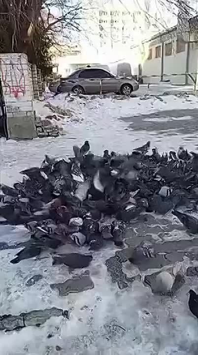 ������ ������ � �������