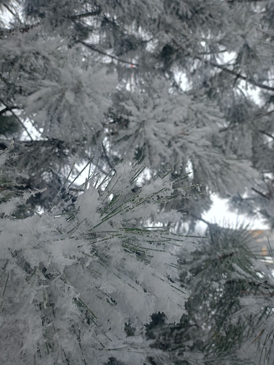 Юные фотографы запечатлели зимнюю сказку Нижнесерогозского МО Юные фотографы запечатлели зимнюю сказку Нижнесерогозского МО