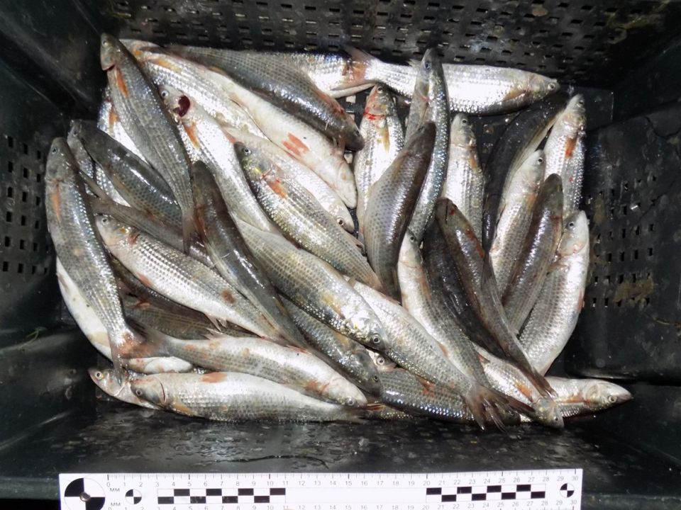 ���������� ������������ ������� ��������� ���� �����������, ���������� ����� 210 ��� � ������ �����