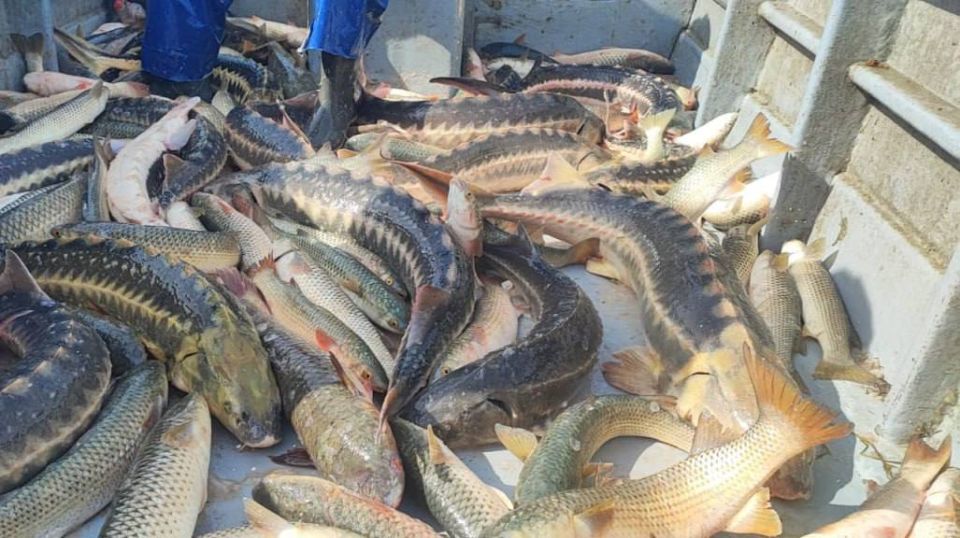 Азовское море имеет все шансы вернуть себе славу основного места обитания осетровых в России Азовское море имеет все шансы вернуть себе славу основного места обитания осетровых в России