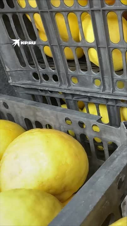 Выращенные в «Артеке» гигантские лимоны прислали бойцам группировки «Днепр»