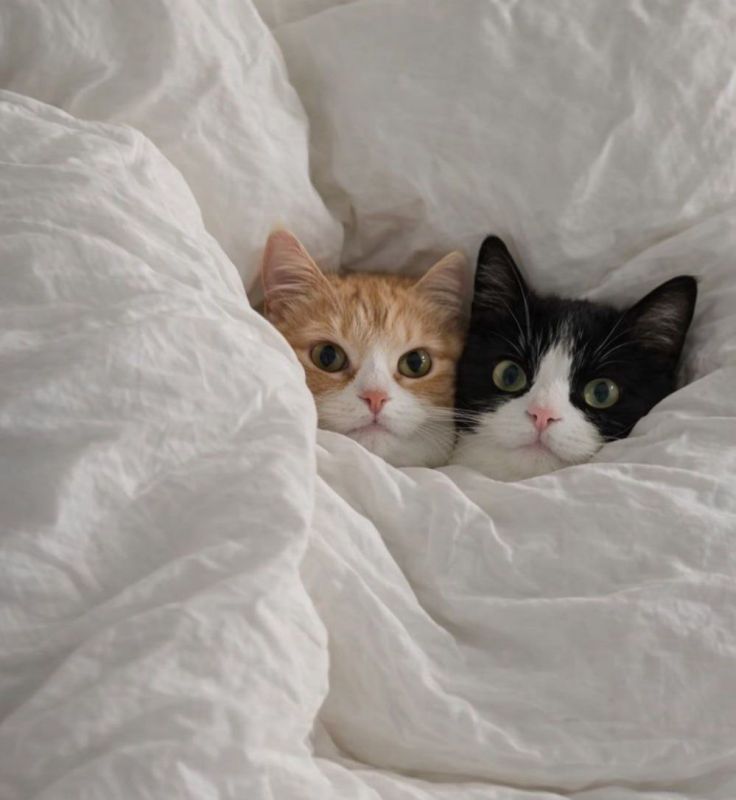 ������ ������. ����� ����� ����� ���, � ��� �� ���������� ������������ ��� ������ ���� � ����� ���� ��������� � ����������� ���� �������� ���� � �����, ���� � ������