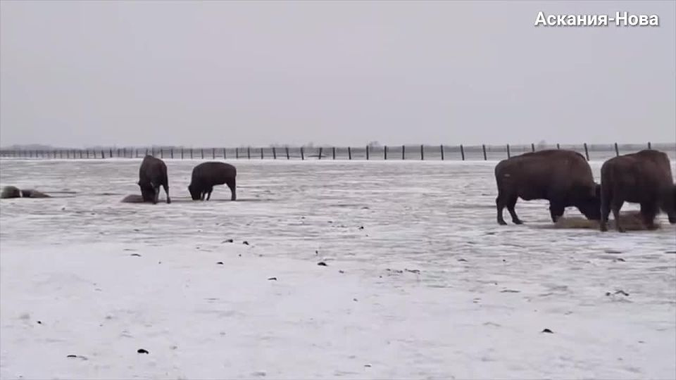 ��� ����� ������ � ����� � ���������� �������