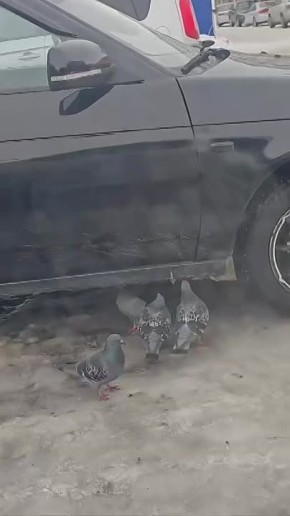 В сети раскрыли секрет гниющих порогов на Приоре