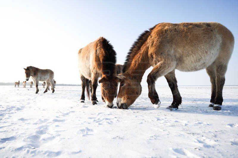 ���� � ��������-����: ����� ������ ������� ������� �����