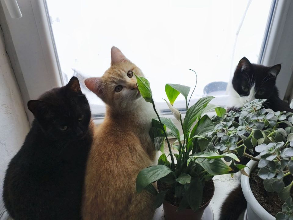 ������ ����, ��������� �����!