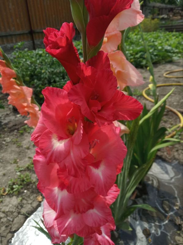 ������� ���������� ���� ��������� ����������� ���� ������ ��������!