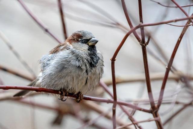 Зимний этап учёта воробьёв прошёл в Херсонской области