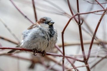 ������ ���� ����� �������� ������ � ���������� �������