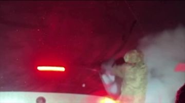 Енот из Херсона: Лайфхак как избавиться от назойливых гестаповцев