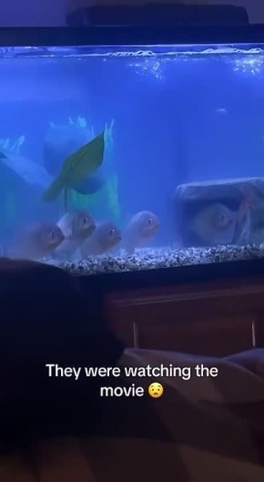 � ������� ���� ���������. #���� @NSDVKhersone �����������