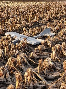 ������ �������: �� �������� 7 ����� ���� ����� �� ����� 794 ������ �� ������������ ������