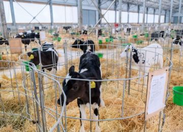 Крупная молочная ферма в селе Шевченко Каховского МО готовится к модернизации