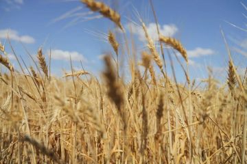 � ���������� ������� � 2026 ���� ��������� ������� ����� 991 ������ �������� �������� �����