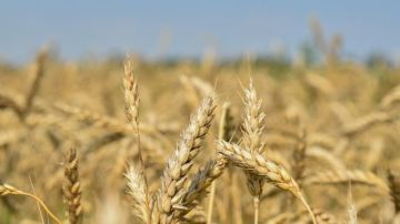 Аграриям Херсонской области рассказали о мерах господдержки в 2026 году