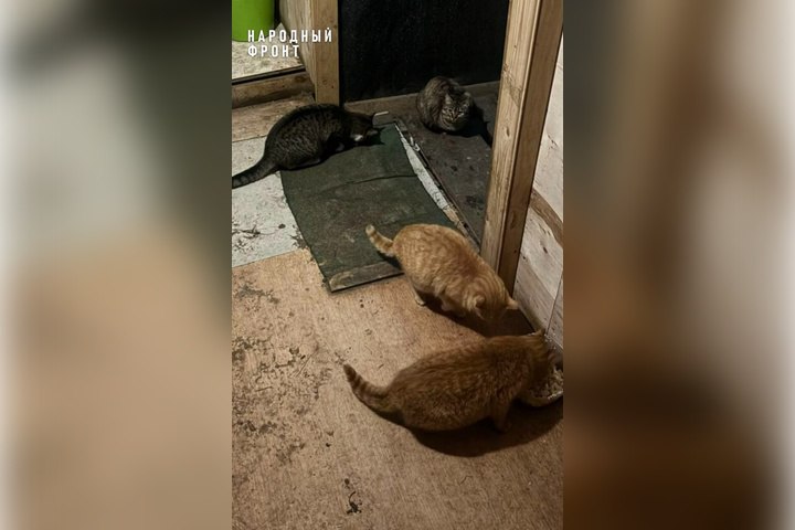 Российские бойцы показали своих пушистых питомцев на Херсонщине