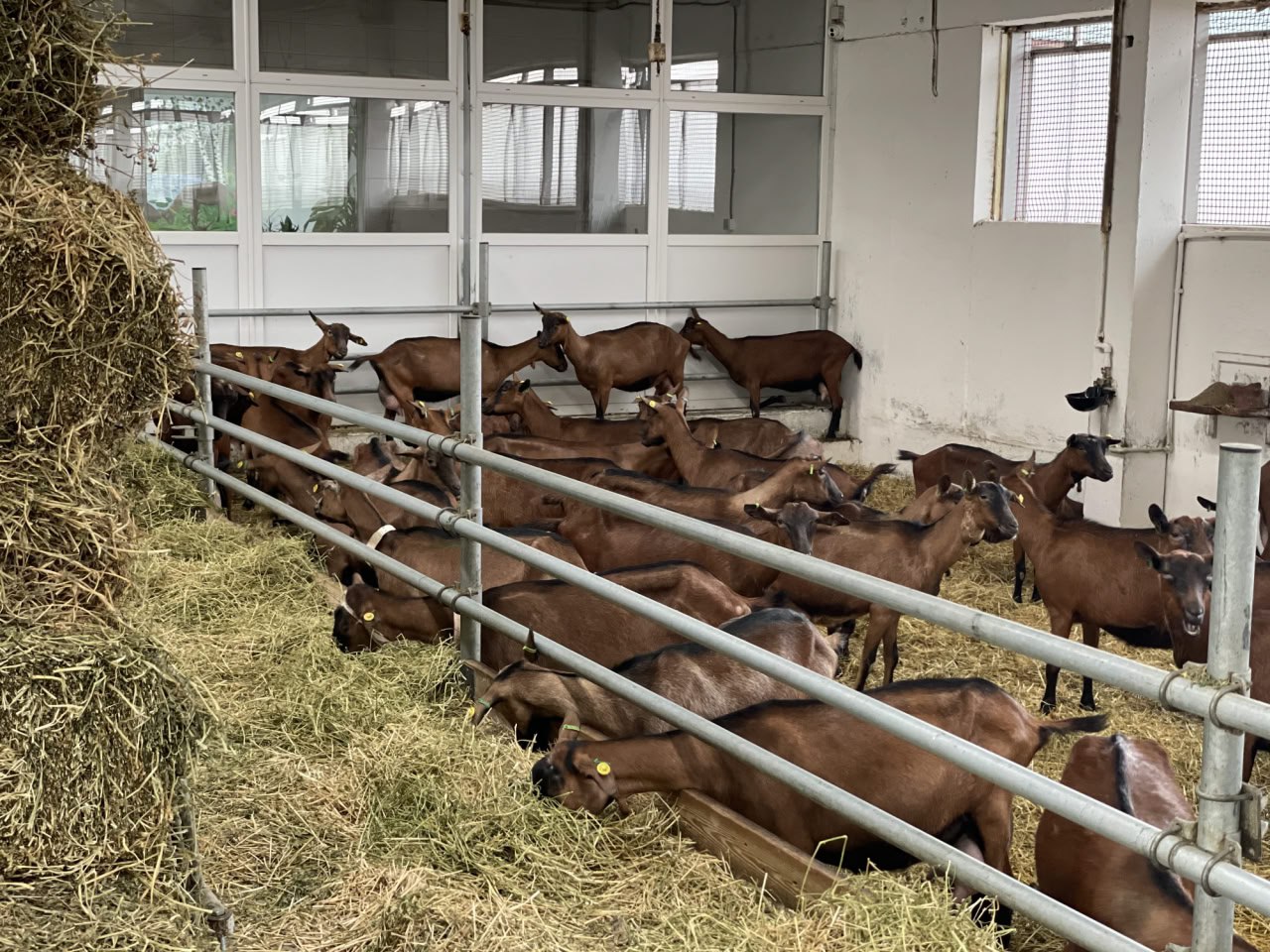 Херсонское предприятие по производству сыра, получило знак качества «Сделано в России» Херсонское предприятие по производству сыра, получило знак качества «Сделано в России»