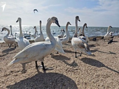 ��������� ����������� ������ ������� ��������� �������� ���� �� ������ ������� ����