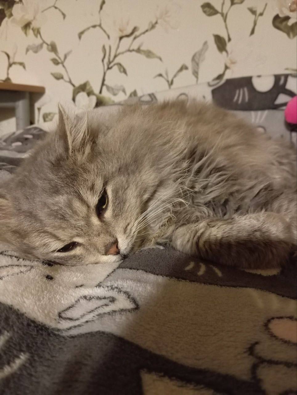 Первые и их любимцы. Друзья, давно не было нашей замечательной пушистой рубрики Первые и их любимцы. Друзья, давно не было нашей замечательной пушистой рубрики