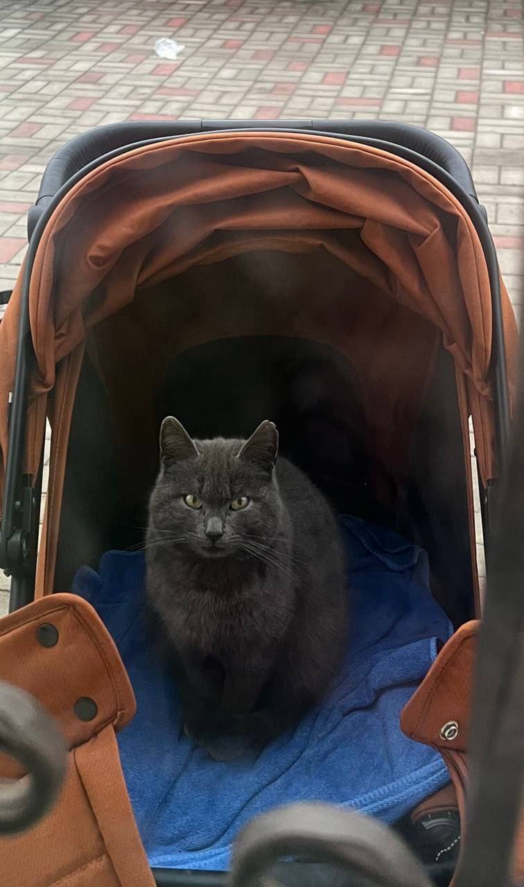 Первые и их любимцы. Друзья, давно не было нашей замечательной пушистой рубрики Первые и их любимцы. Друзья, давно не было нашей замечательной пушистой рубрики